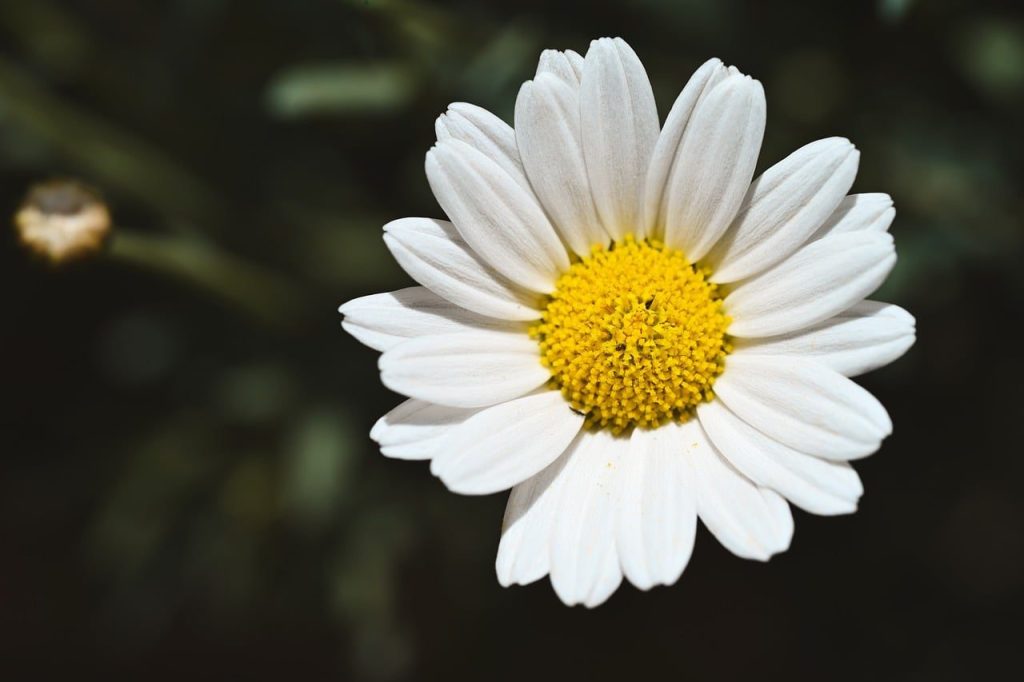 daisy, flower, free background, laptop wallpaper, white, cool backgrounds, yellow center, floral background, hd wallpaper, 4k wallpaper, macro photography, flower wallpaper, free wallpaper, gardening, wallpaper hd, 4k wallpaper 1920x1080, beautiful wallpaper, detail, fresh, mac wallpaper, full hd wallpaper, windows wallpaper, background, desktop backgrounds, nature, beautiful flowers, close-up, beauty, simplicity, blossom, summer, clean lines, sharp image, sunny day, flower background, wallpaper 4k, natural beauty, nature observation