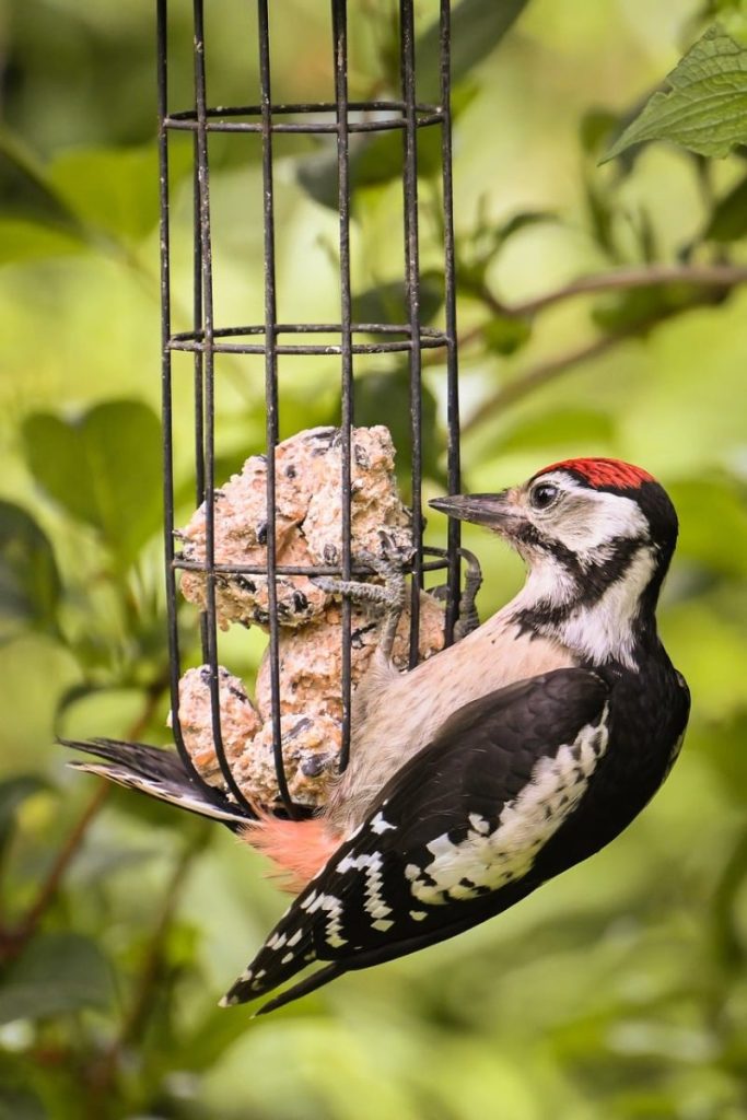 woodpecker, bird feeder, nature, birdwatching, bird, bird feeding, natural environment, garden, summer season, nature photography, ecosystem, wildlife, green background, mammal, black and white bird, red-headed bird, feeding birds, ornithology, colorful bird